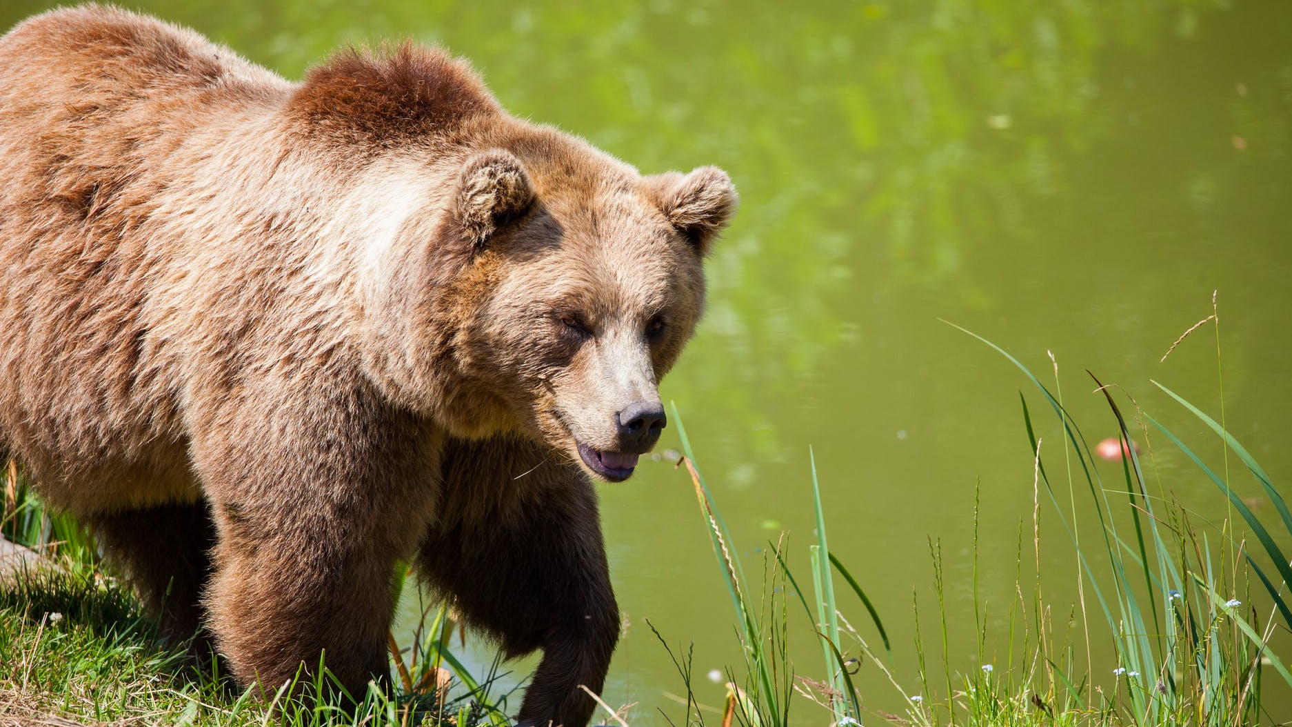 grizzly bear walking beside pond