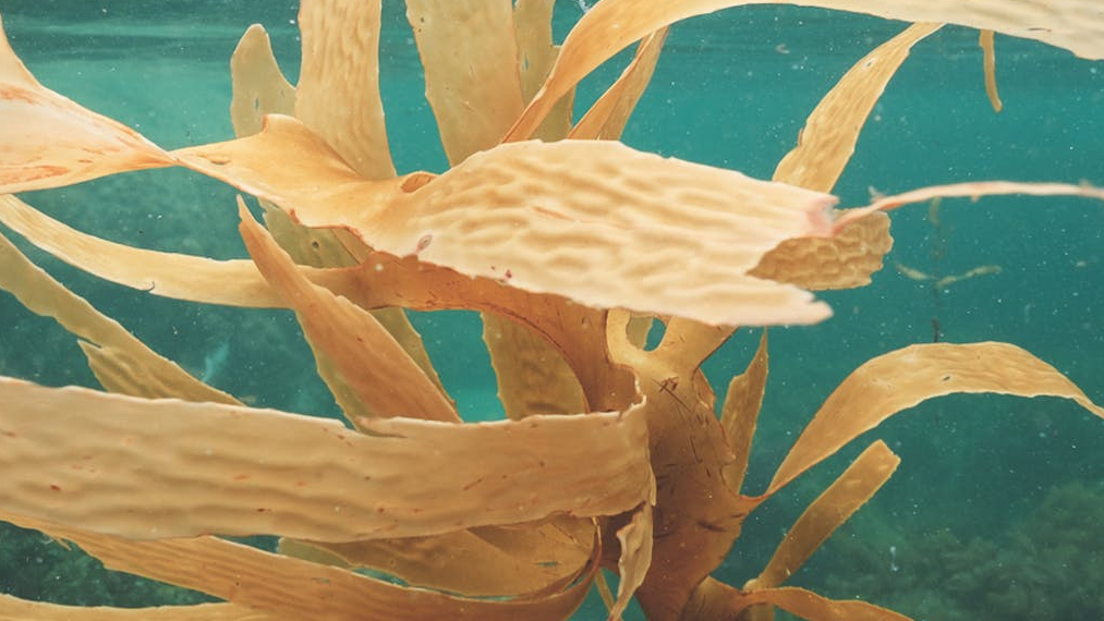 seaweed growing on bottom of sea