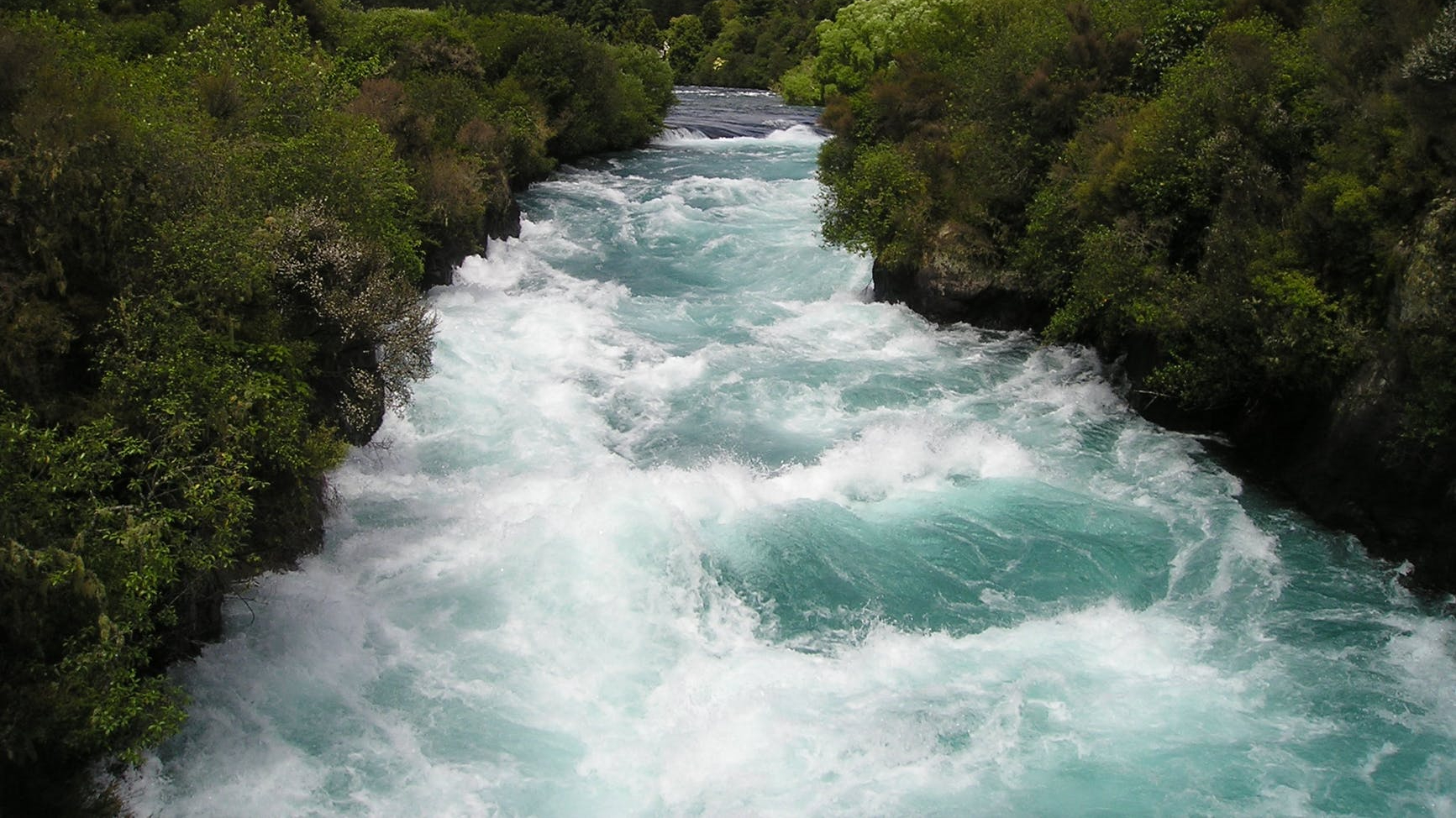 nature forest waves trees