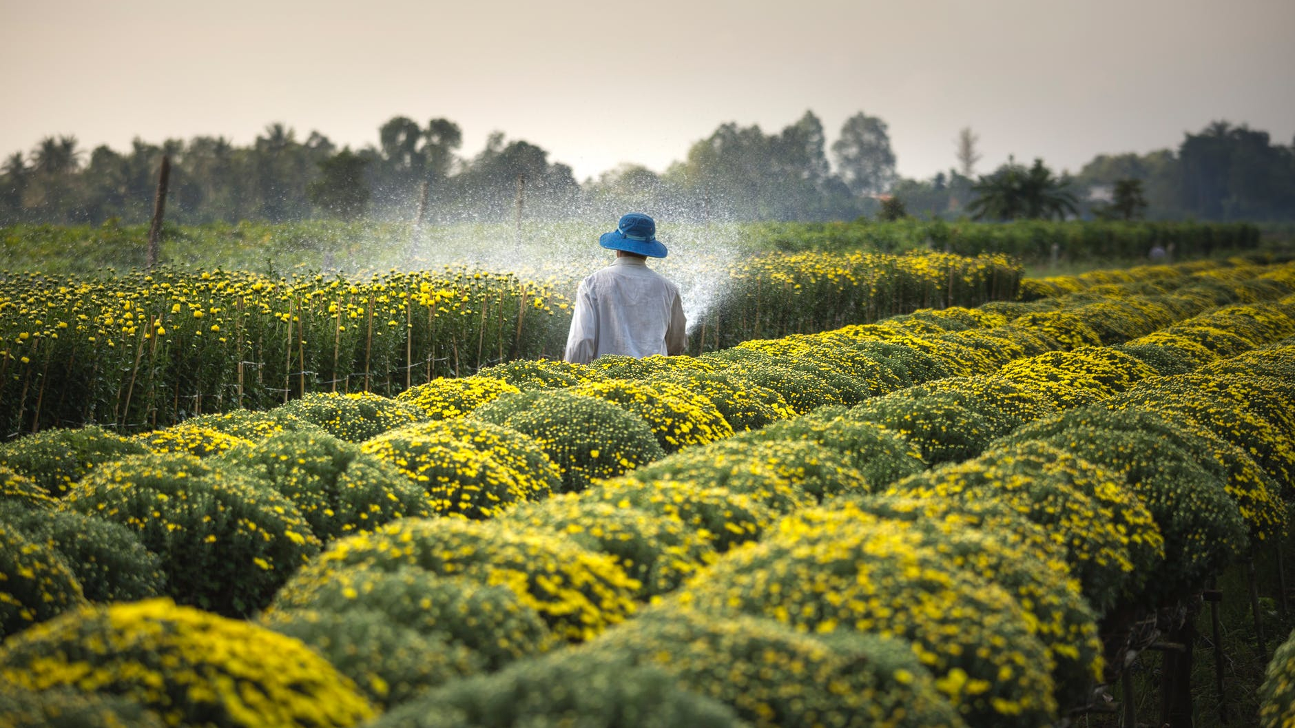 man wearing blue hat spraying yellow flowers on field