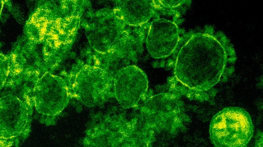 microscopic shot of a virus