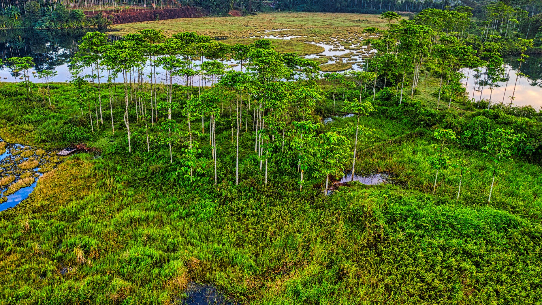 aerial view of a wetland at daytime