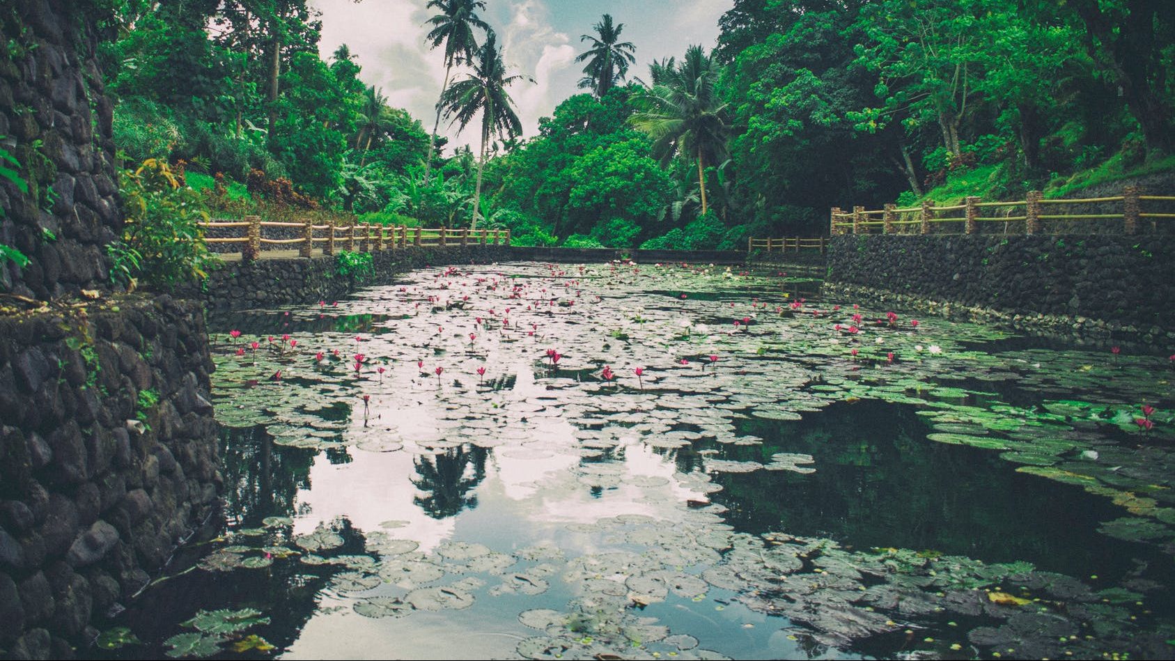 body of water surrounded by trees