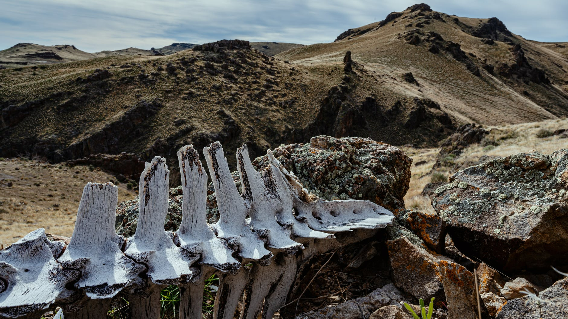 ancient animal spine skeleton in rocky terrain