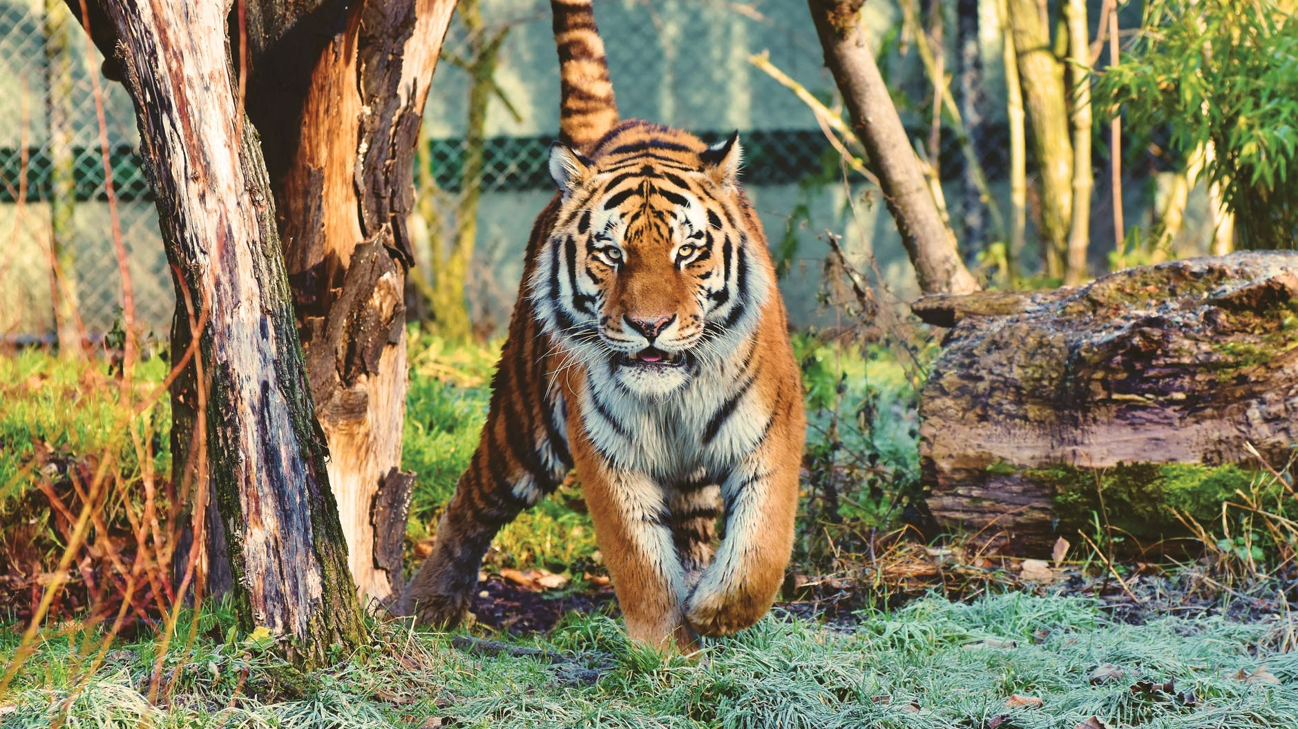 photo of tiger