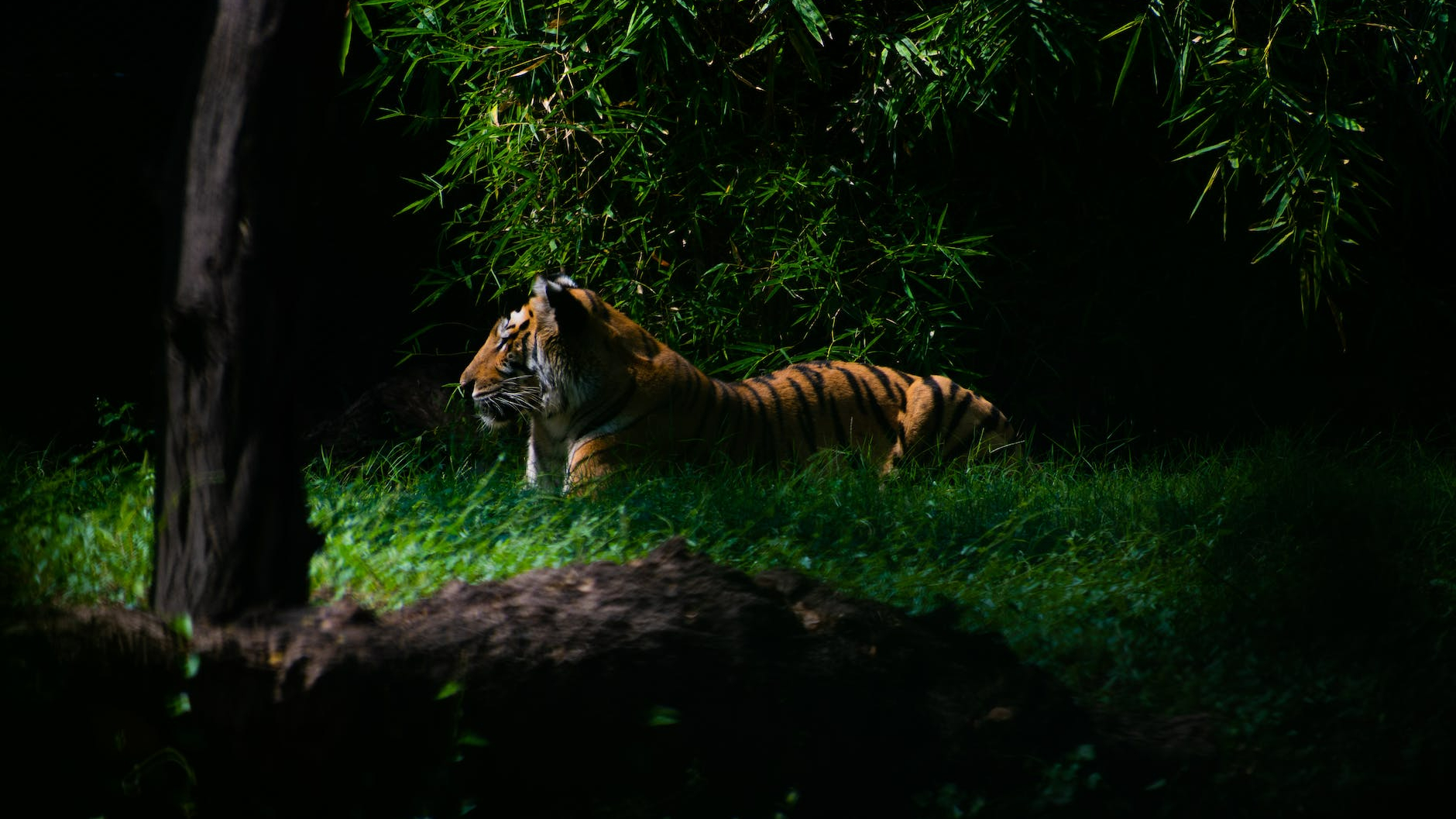 tiger in forest
