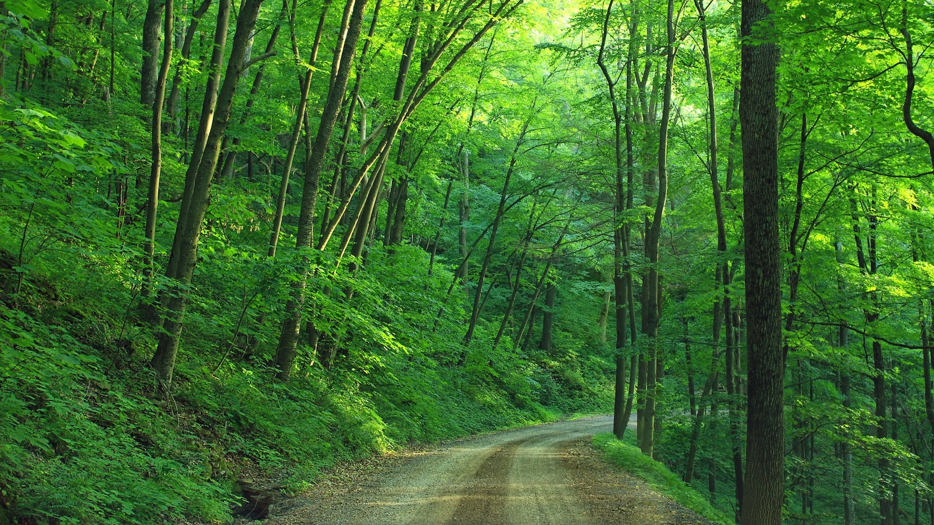 green tree beside roadway during daytime
