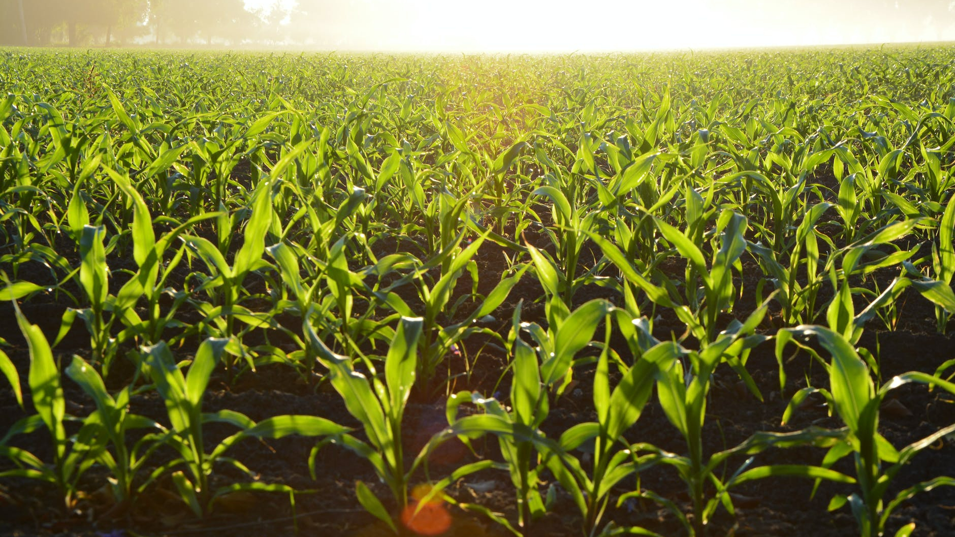corn field during daytime