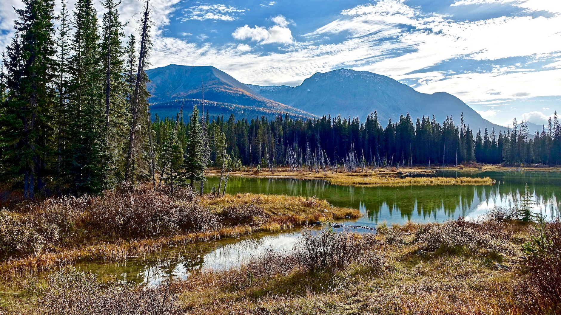 conifer daylight environment evergreen